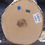 Hard Maple Veneer Logs