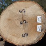 Red Oak Veneer Logs