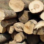 White Ash Saw Logs